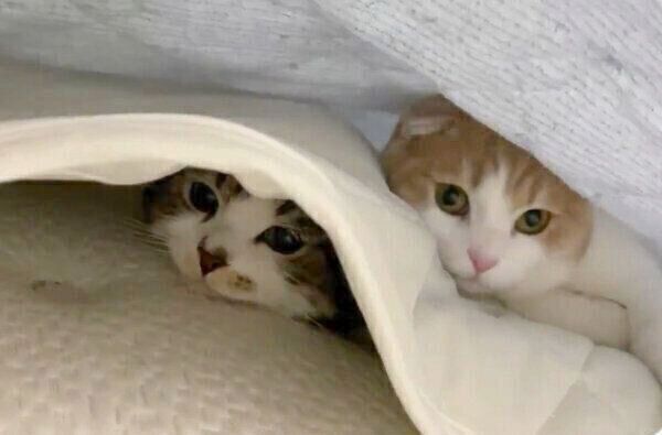 敷きパッドの下に隠れるとろくん、おにくくん