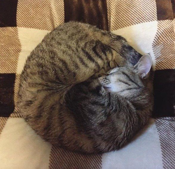 アンモニャイトしているキジトラ猫