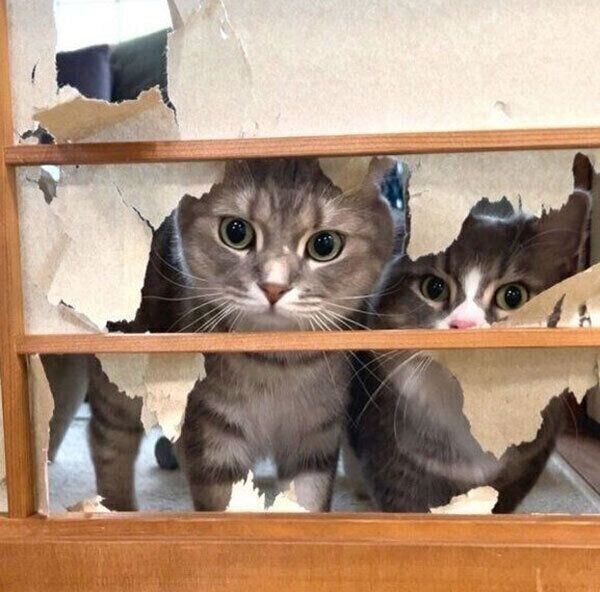 隙間から見つめてくるまんぼうくん、くつ下くん