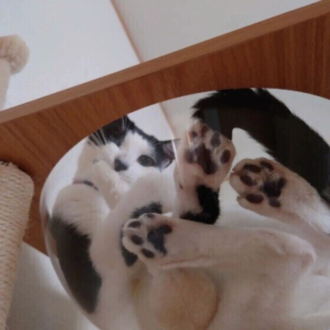 かわいい猫の肉球 愛でるだけじゃなくケアが必要なときは ねこのきもちweb Magazine かわいい猫の肉球 愛でるだけじゃなくケアが必要なときは ねこのきもちweb Magazine