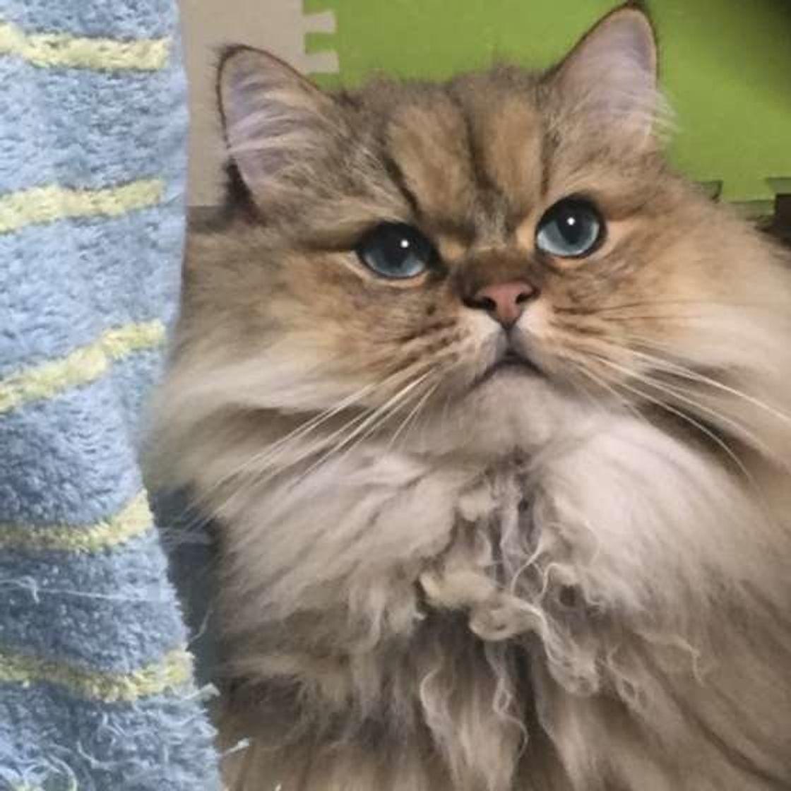 飼い主さんがハンドクリームを使うことの猫への悪影響は ねこのきもちweb Magazine 飼い主さんがハンドクリームを使うことの猫への悪影響は ねこのきもちweb Magazine