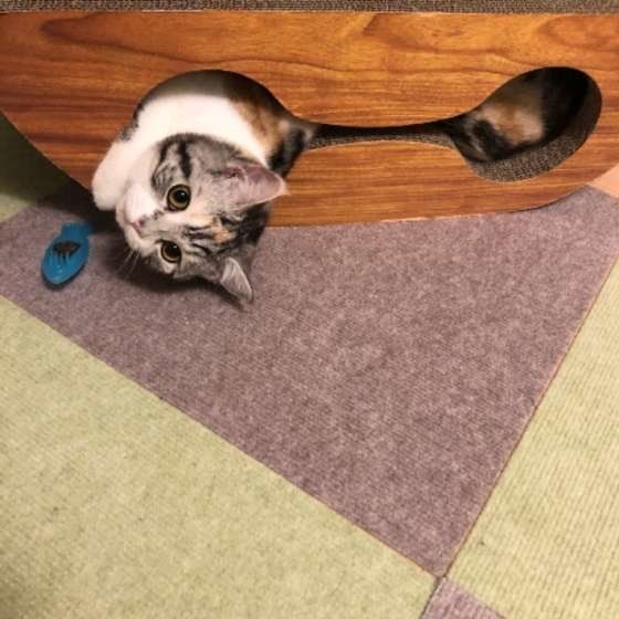 遊ぶスコティッシュフォールド