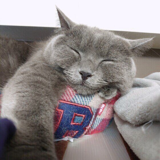 ブリティッシュショートヘアのレイくん