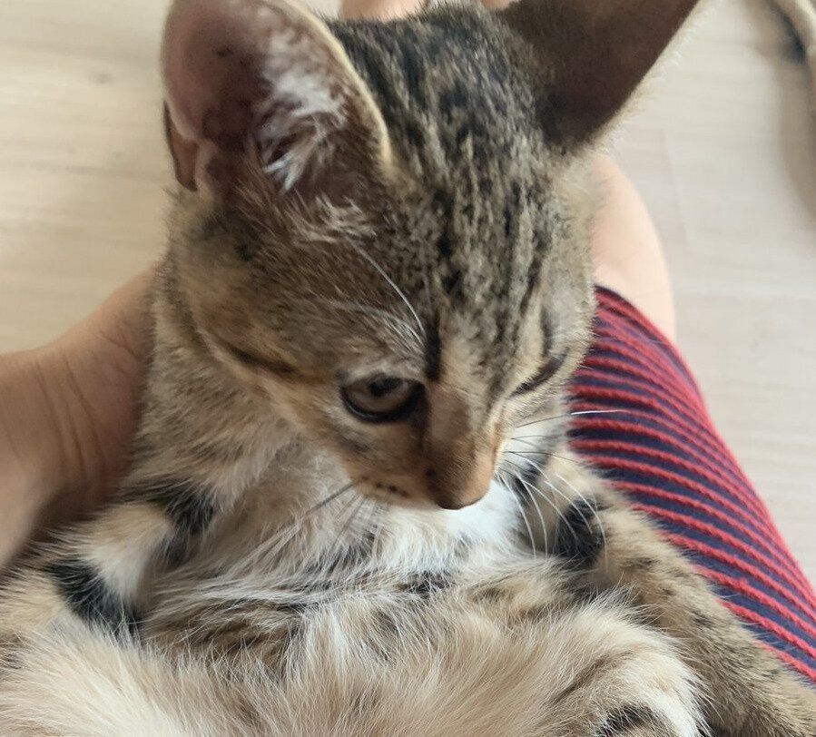 飼い主さんに抱っこされるきつねちゃん