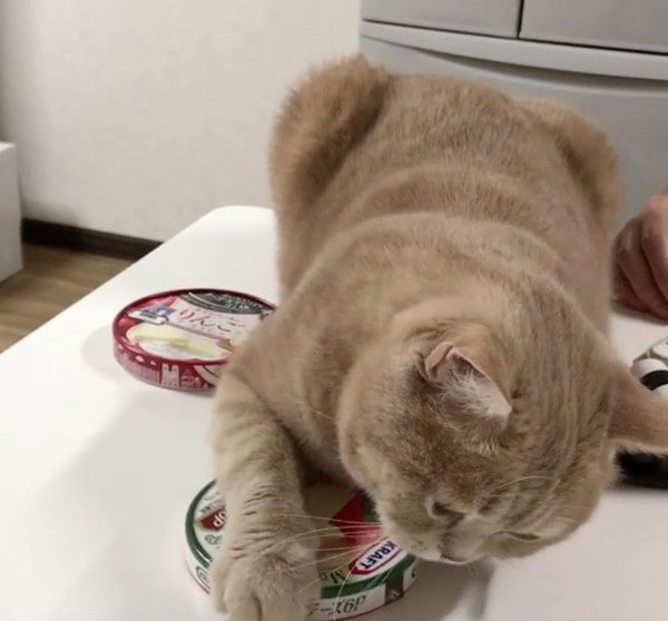 チーズが食べたい猫
