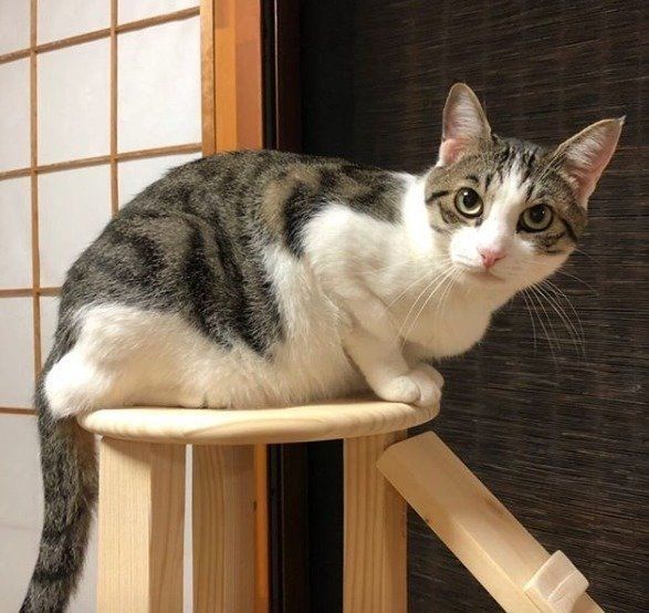 タワーから眺めるぷりん君