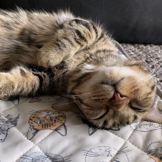 マンチカンの正吉くん