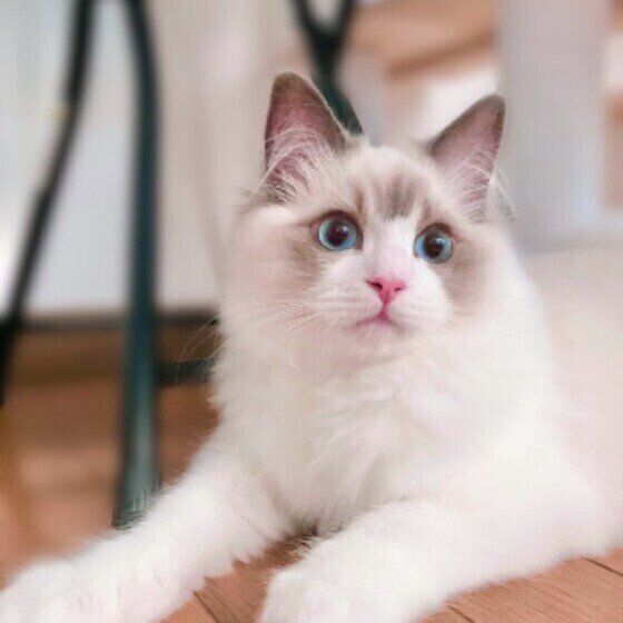 ラグドールのめるもくん♪