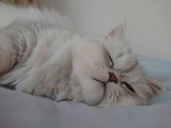 うとうとするペルシャ