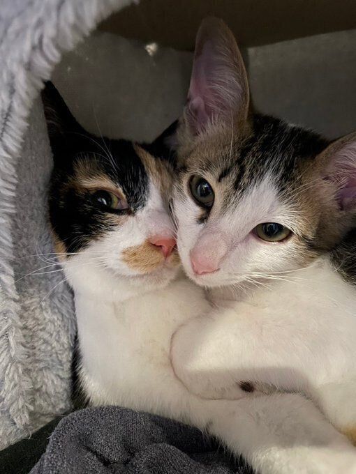 かわいすぎる　寄り添う2匹の愛猫たち