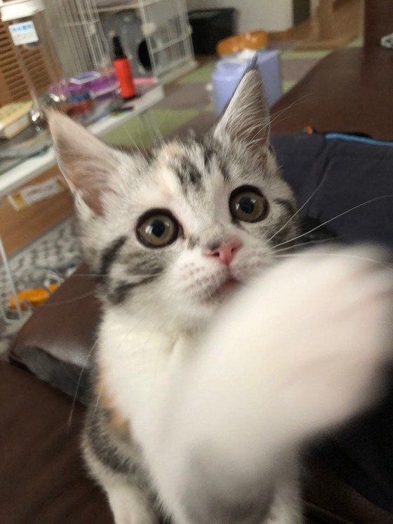 スコティッシュ