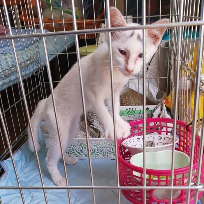保護時のななちゃんの様子(飼い主さん提供)