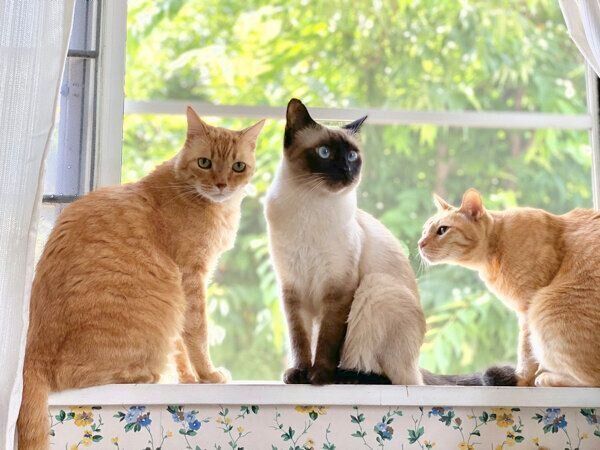 窓際でまったりするなみちゃん、1号くん、2号くん