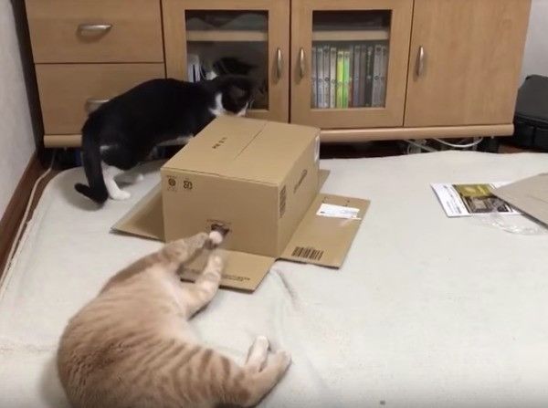 ヤドカリにゃんこ