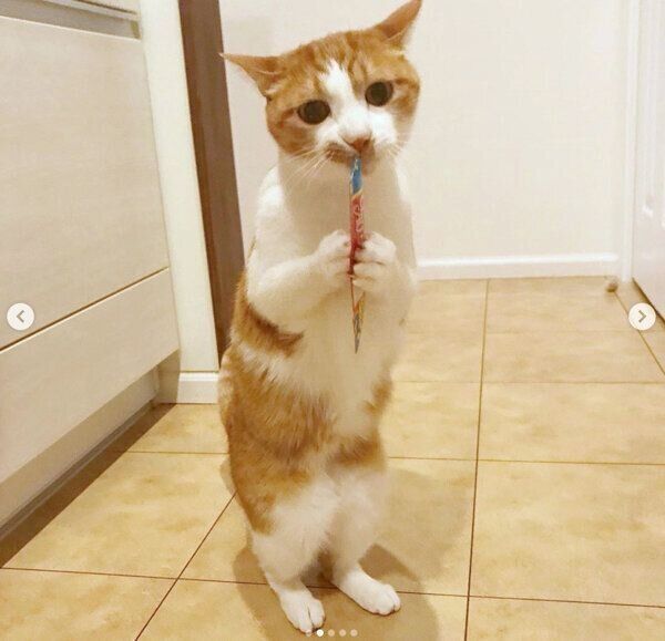 立ちながら「ちゅ〜る」を食べるいちごちゃん