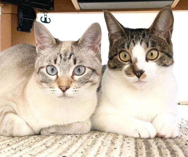 寄り添うごんぞうくんとにぼしちゃん