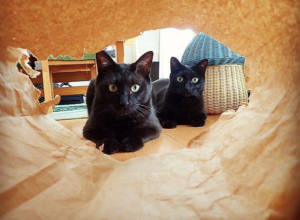 シンクロ黒猫兄弟