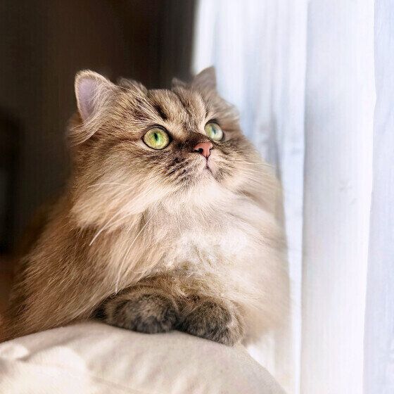 カーテン越しに外を確認するペルシャ