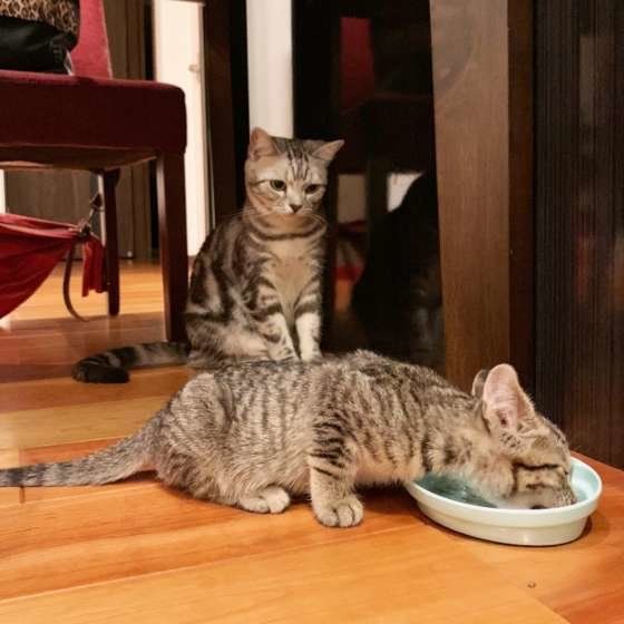 座ってフードを食べる猫