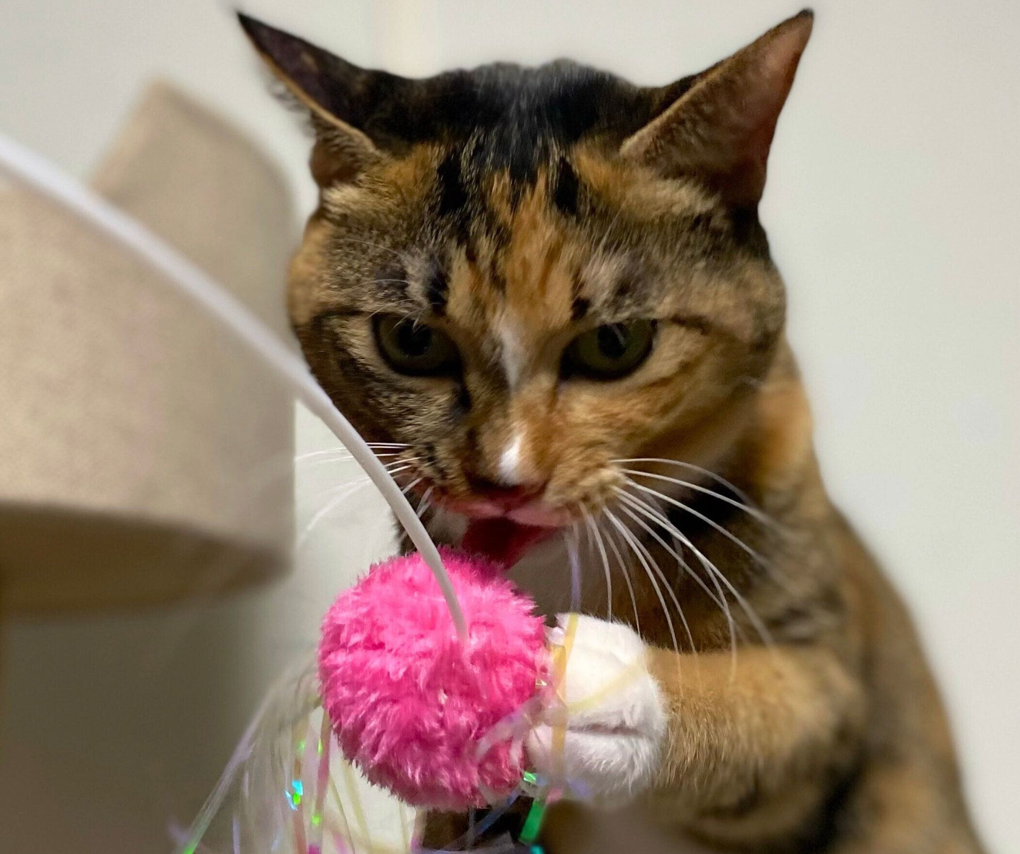 おもちゃで遊ぶたらこちゃん。