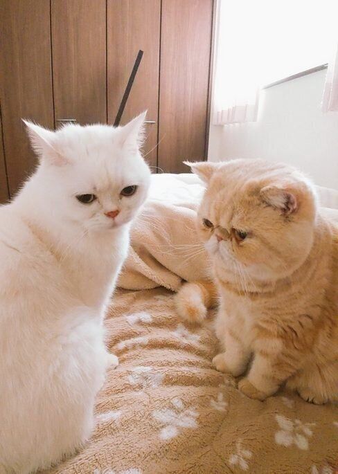 ねこのきもちWEB MAGAZINE ねこの日企画「MEN'S CAT」