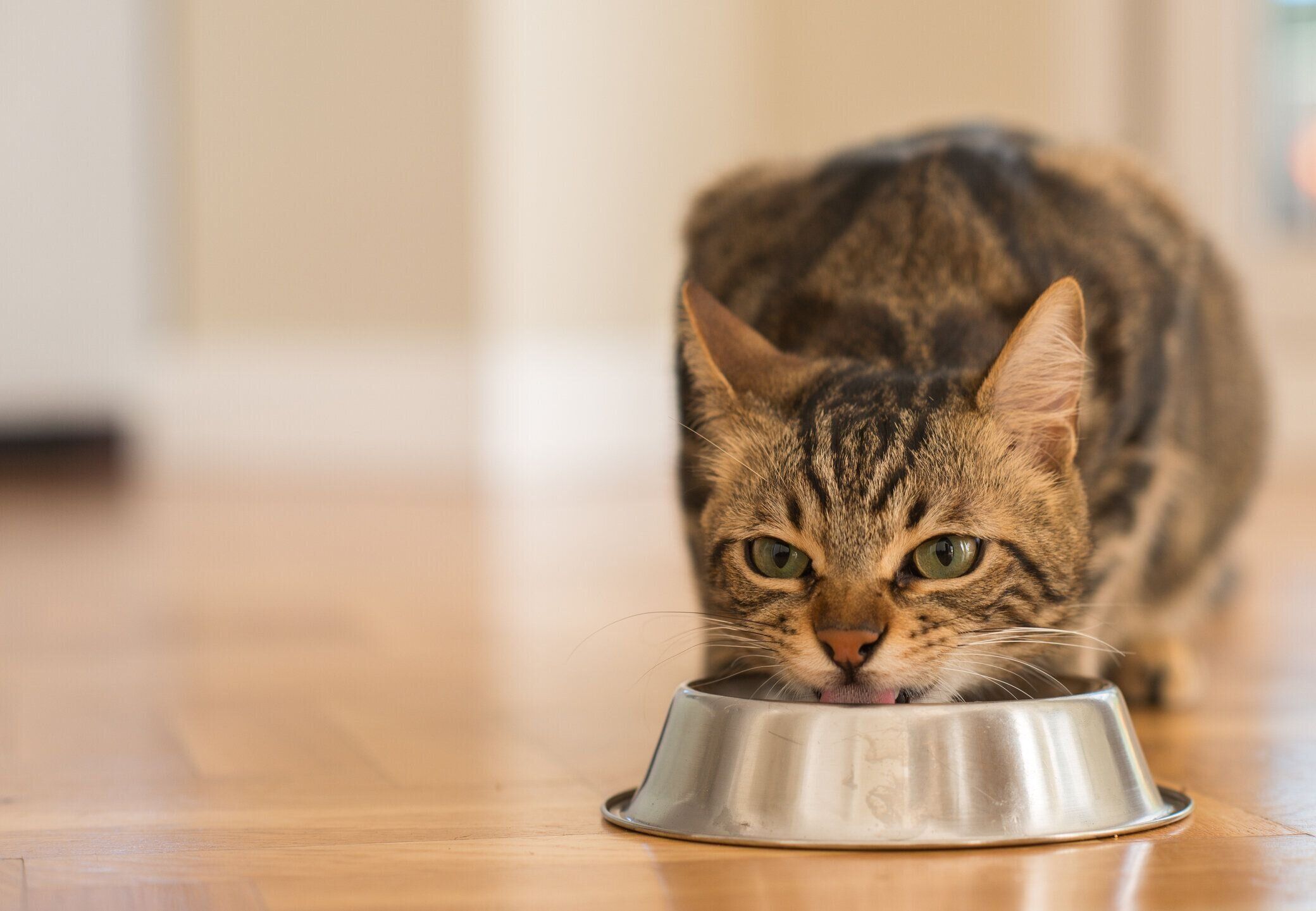 ゴハンを食べる猫
