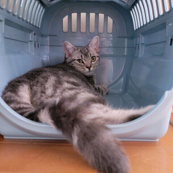 マンチカンのテトちゃん