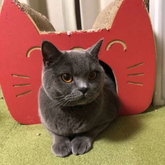 猫ハウスに入るブリティッシュショートヘア