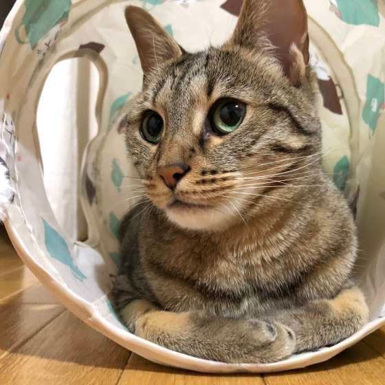 トンネルでのんびりするミミちゃん