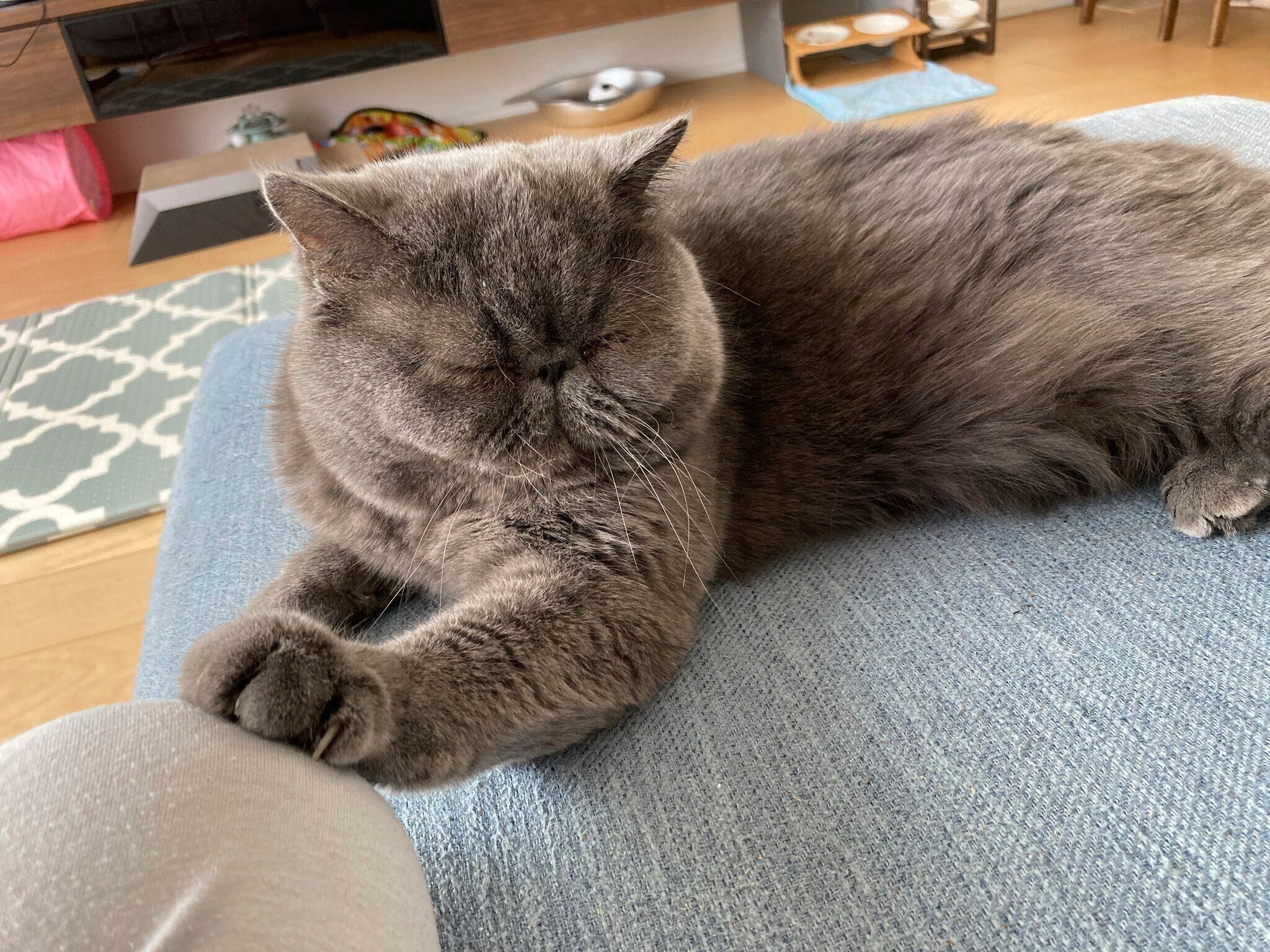 飼い主さんの足に触れるもずくくん　表情もたまらない