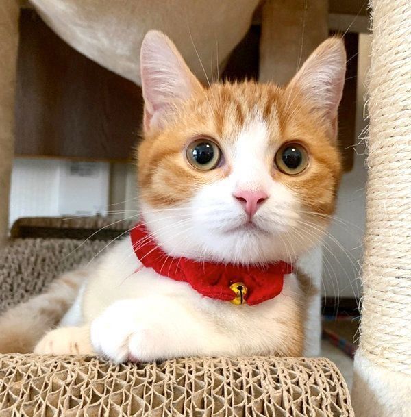 爪とぎ器でくつろぐ茶太くん