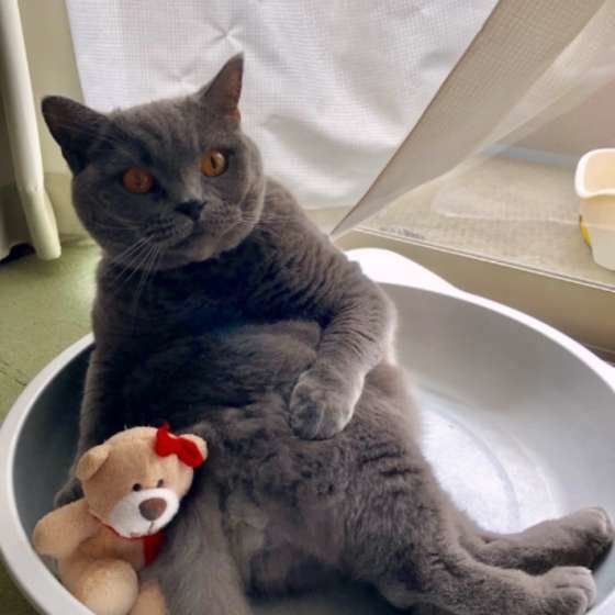 ぬいぐるみに寄り添うブリティッシュショートヘア