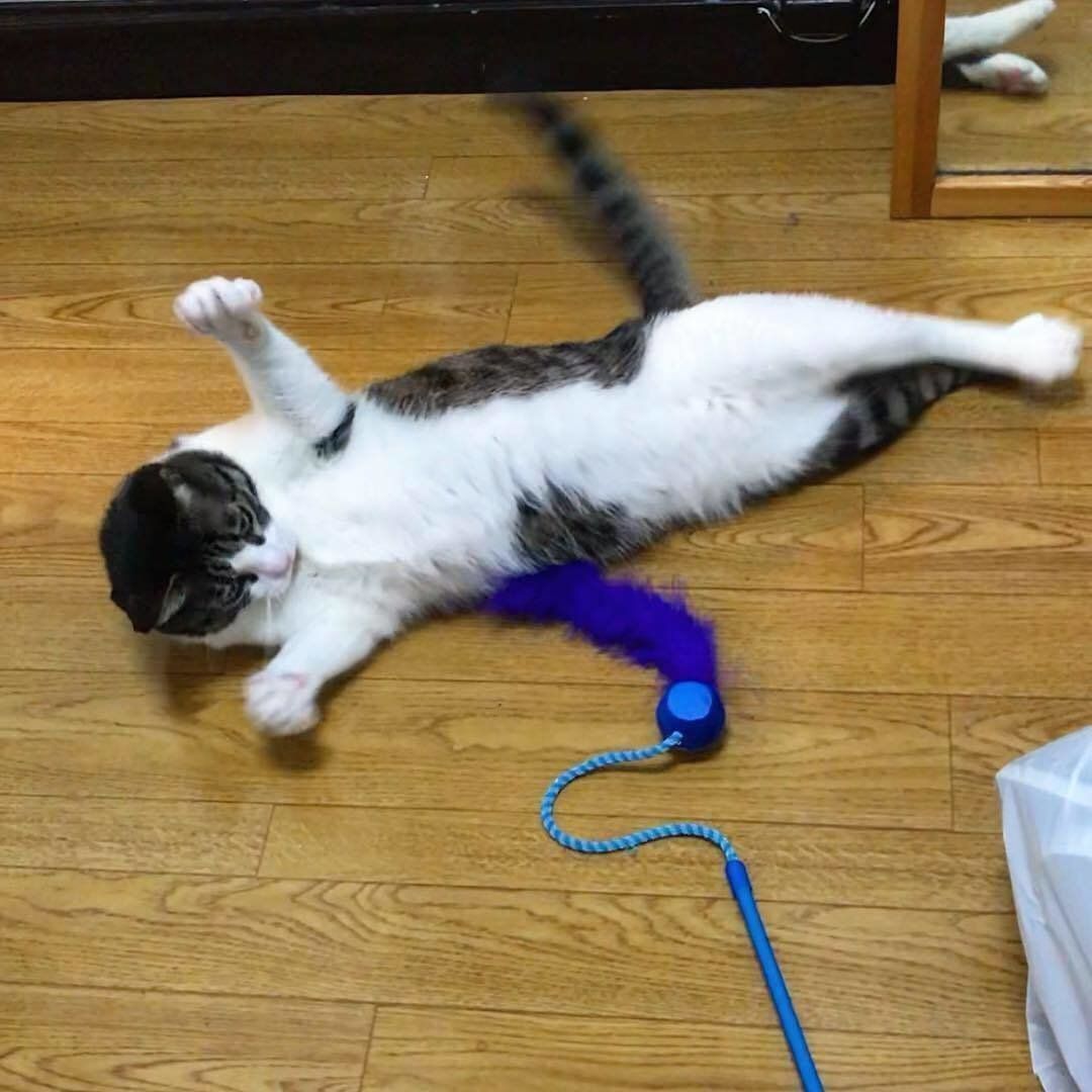 猫じゃらしで遊ぶ るるちゃん