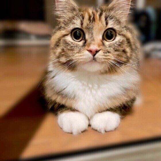 前足を出して腹這いになり体をもたげて、まっすぐ前を見ているサイベリアン