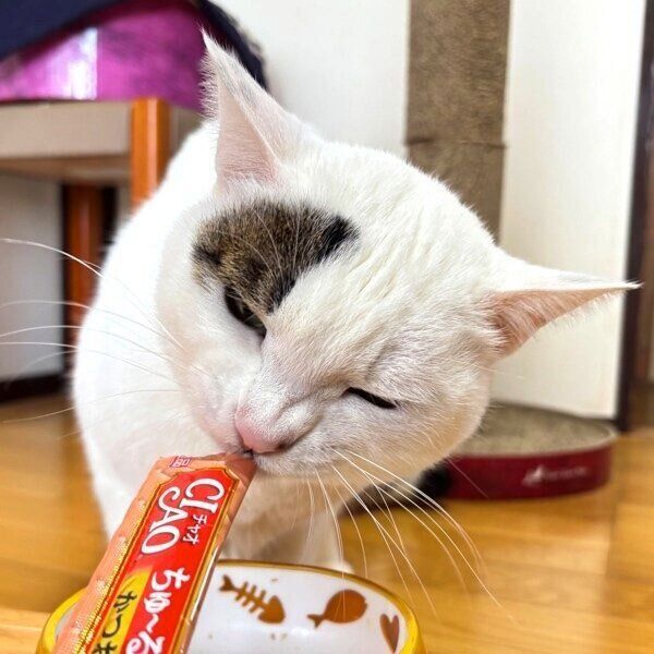 おやつにご満悦の雪丸くん