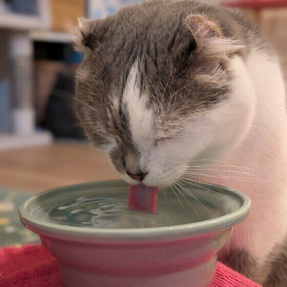水を飲むマンチカール