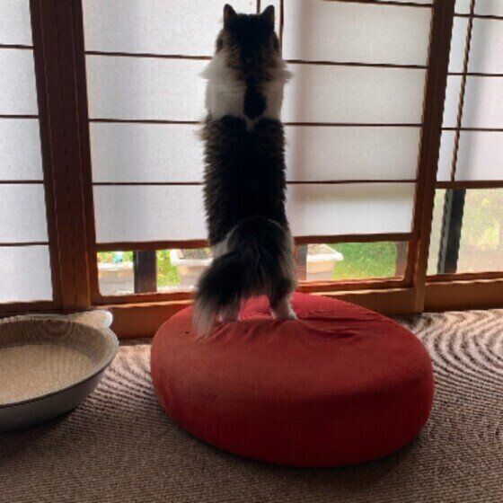 虫をつかまえようとする猫