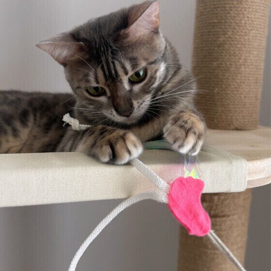 猫じゃらしに夢中のベンガル