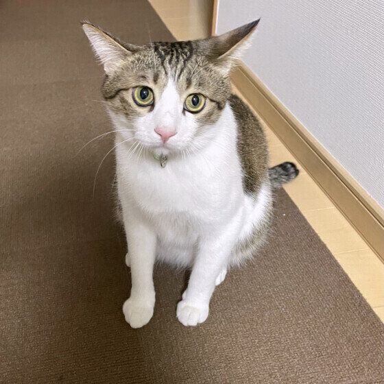 耳をピーンとする五郎くん