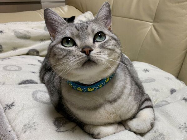 香箱座りをするサスケくん