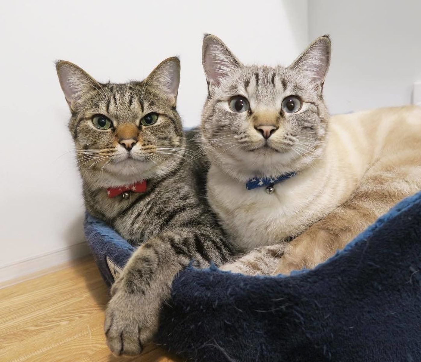 ラブラブすぎる兄弟猫がここに 愛情あふれる日常をのぞき見 ねこのきもちweb Magazine ラブラブすぎる兄弟猫がここに 愛情あふれる日常をのぞき見 ねこのきもちweb Magazine