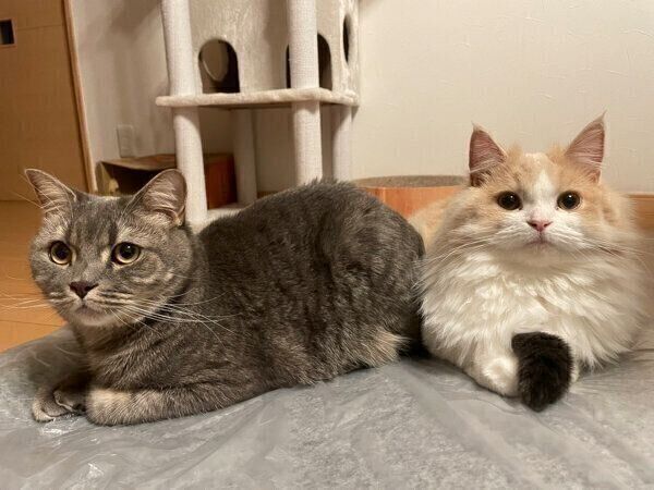 くっつく凛太郎くんと和音ちゃん