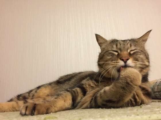 アメリカンショートヘア りきくん