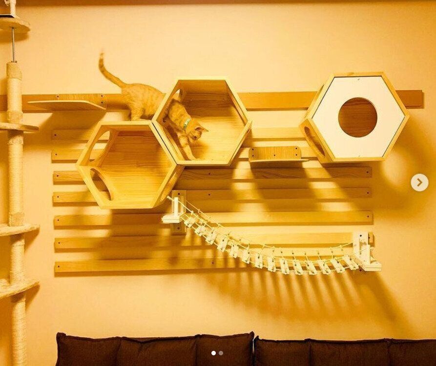 キャットウォーク