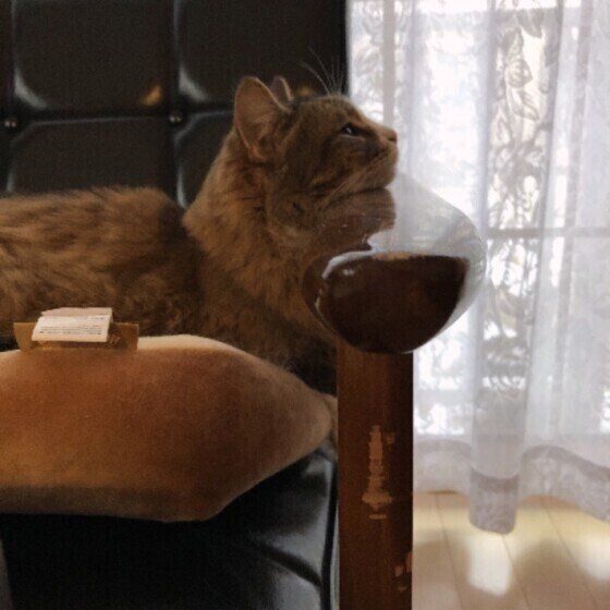 椅子の手すりにあごのせするノルウェージアンフォレストキャット（メス）