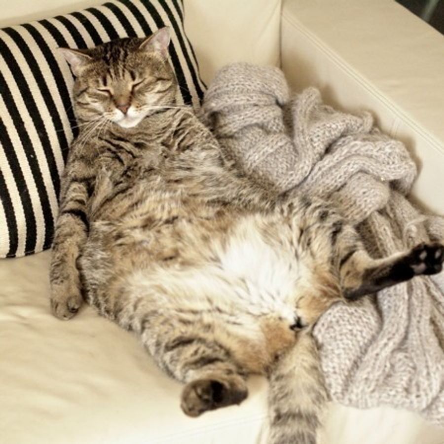 見て良し なでて良し 100 堪能 癒し効果抜群の猫腹毛 ねこのきもちweb Magazine 見て良し なでて良し 100 堪能 癒し効果抜群の猫腹毛 ねこのきもちweb Magazine