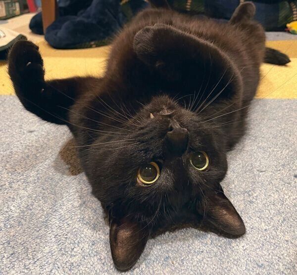 寝転がる墨太くん