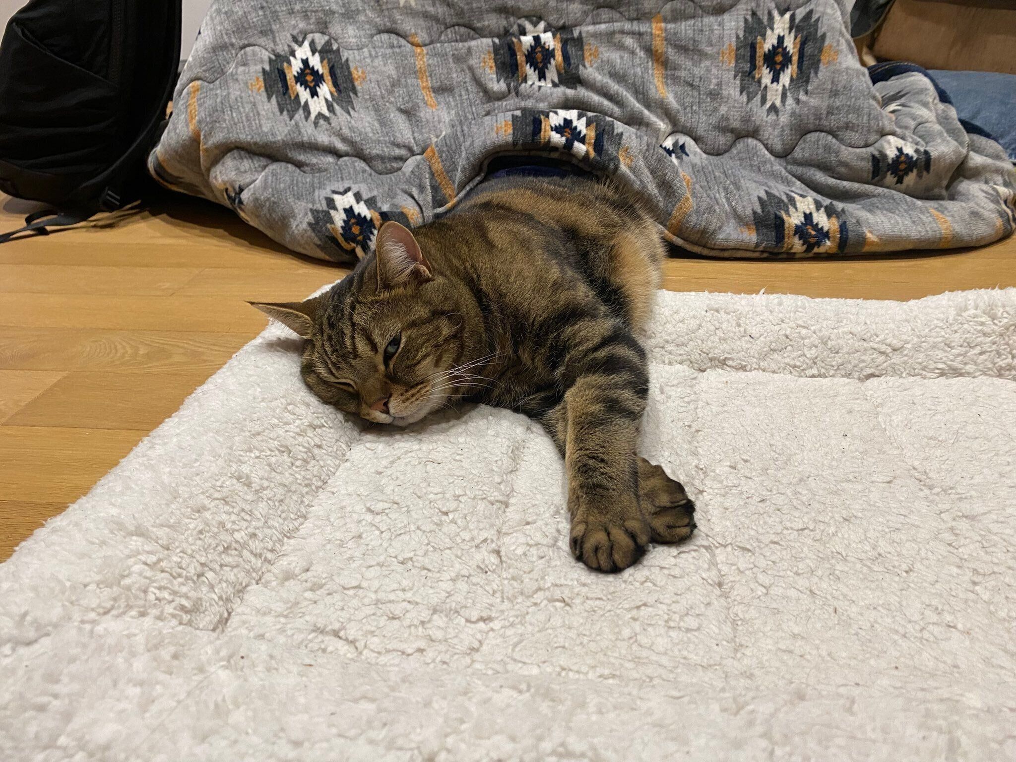 コタツでまったりするほっけくん