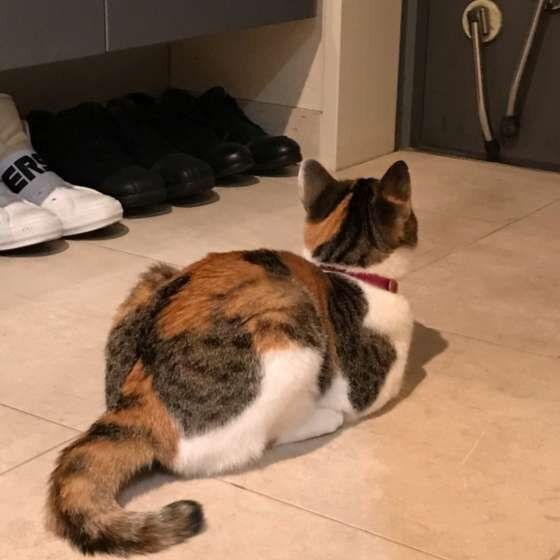 ミケ　桃ちゃん