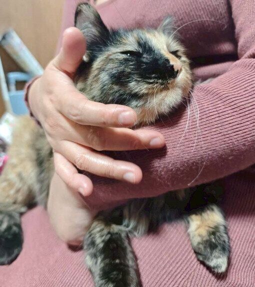 顔を撫でられている猫